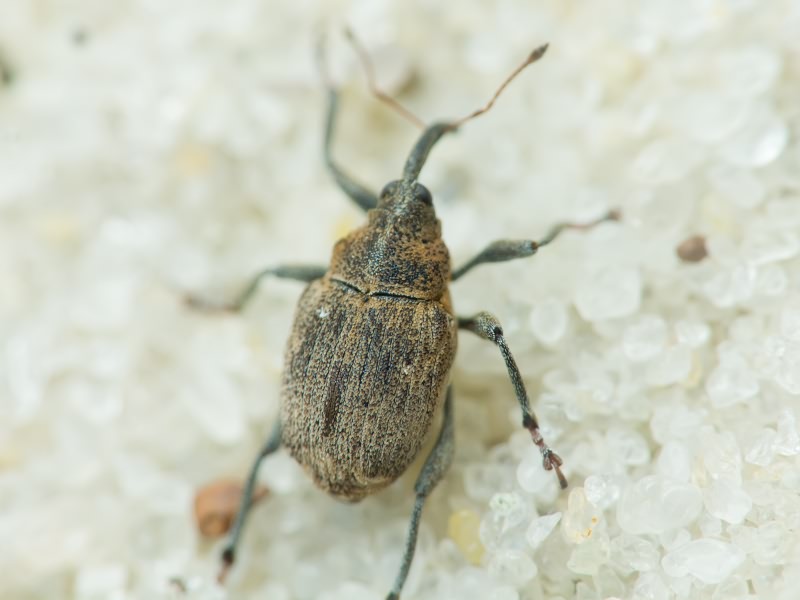 Mogulones raphani (Fabricius, 1792)